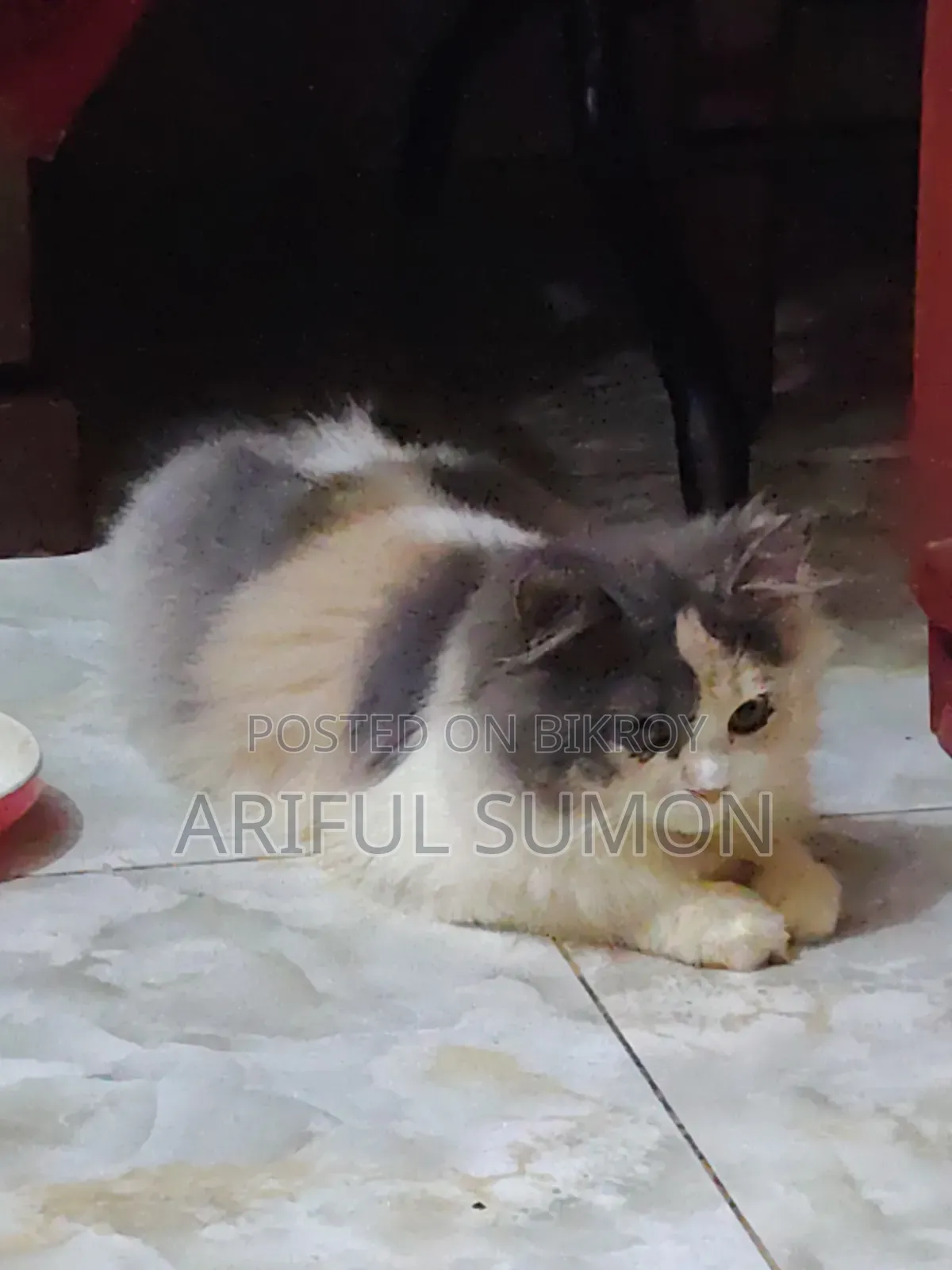 3-6 Months Female Purebred Persian