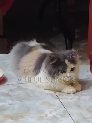 3-6 Months Female Purebred Persian