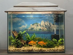 Aquarium Fish- 18/14 Size.
