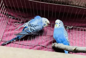 লাভ বার্ড রানিং জোড়া