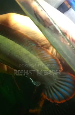 স্নেকহেড বেঙ্গল ব্লু