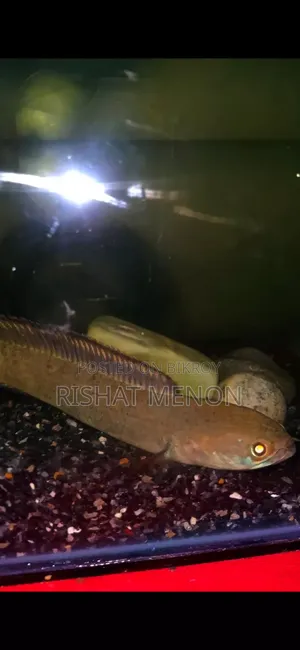Snakehead Bengal Blue