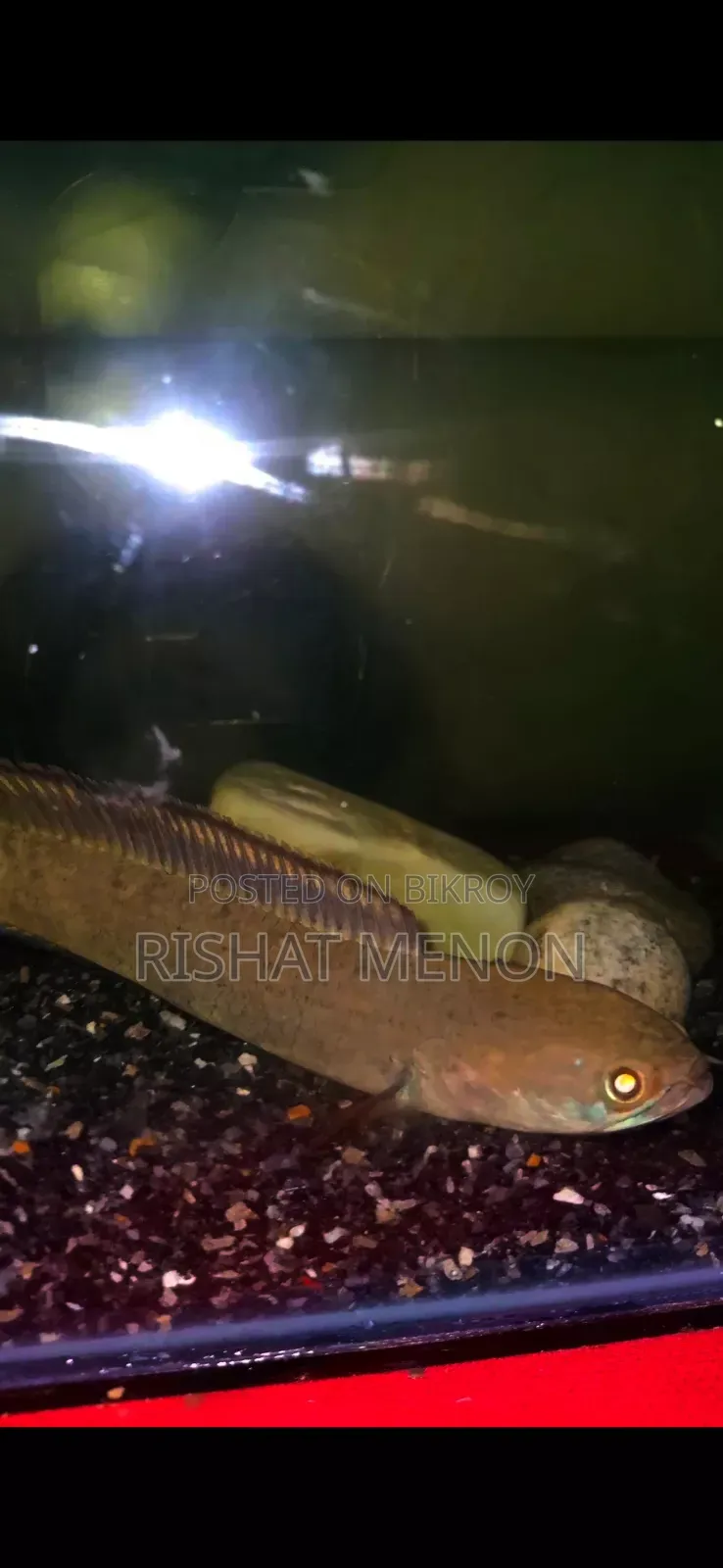 Snakehead Bengal Blue