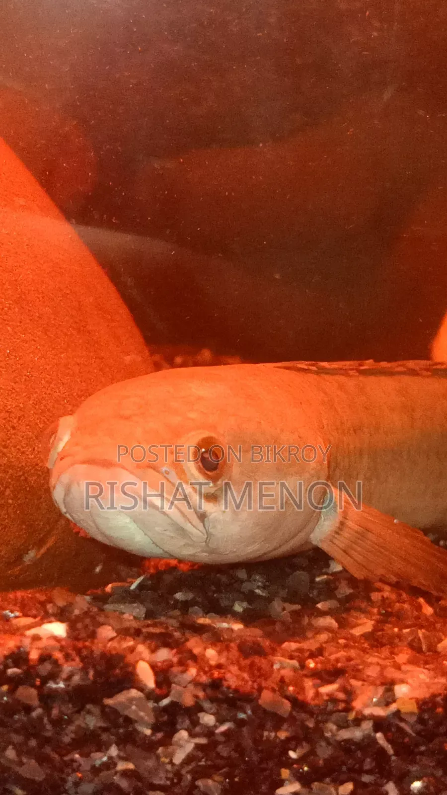 Snakehead Bengal Blue