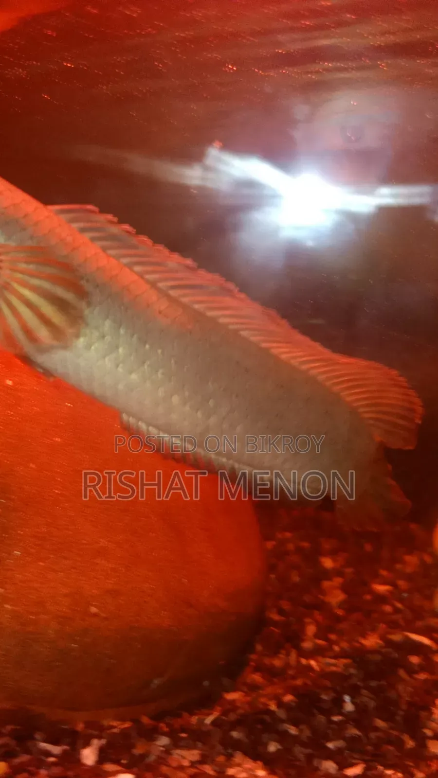 Snakehead Bengal Blue