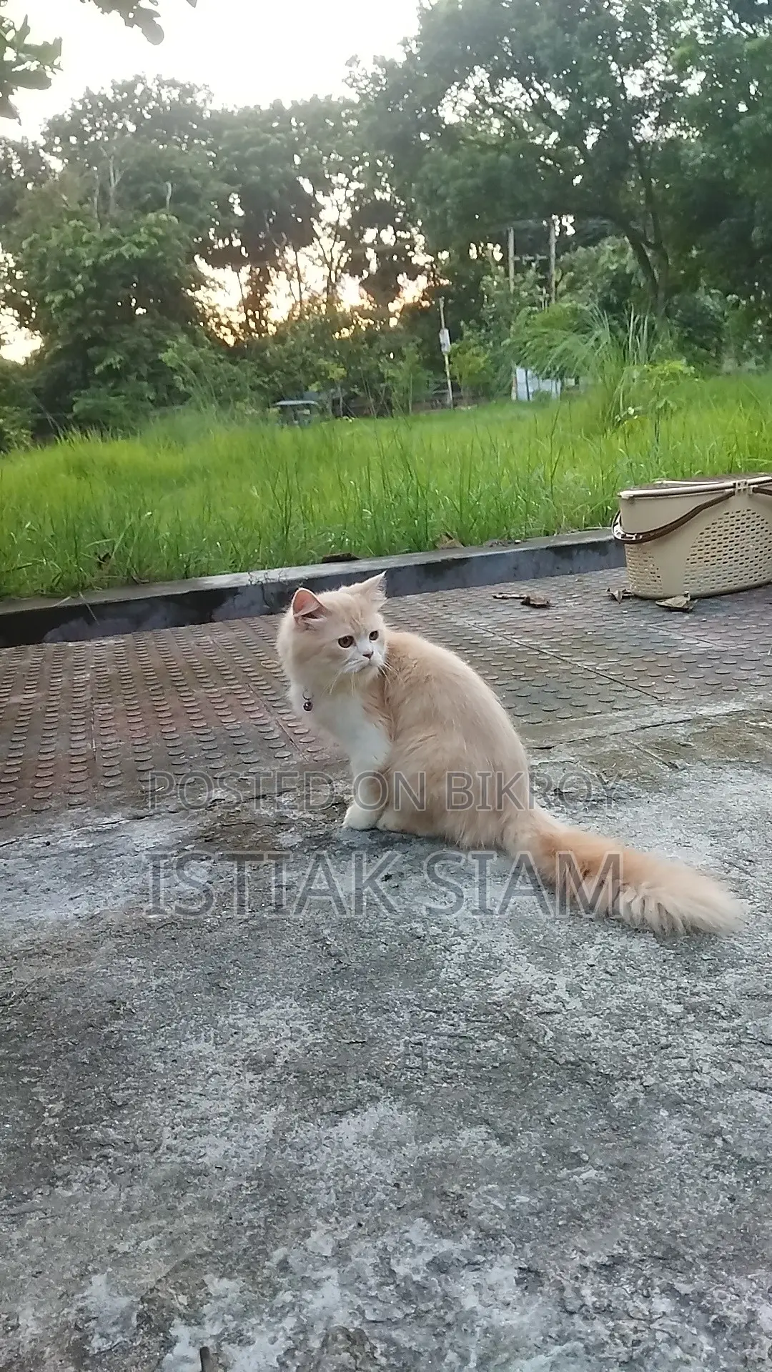 6-12 months Male Purebred Persian