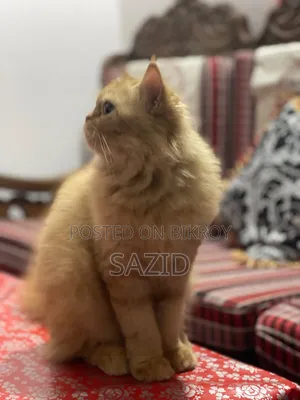 ১+ বছর বয়সী স্ত্রী পিওর পার্সিয়ান