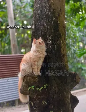 ১+ বছরের পুরুষ পিওরব্রেড পার্সিয়ান
