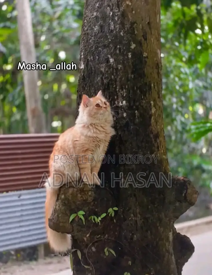 ১+ বছরের পুরুষ পিওরব্রেড পার্সিয়ান