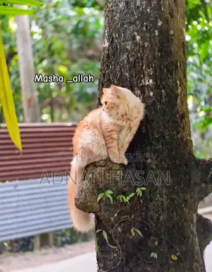 ১+ বছরের পুরুষ পিওরব্রেড পার্সিয়ান