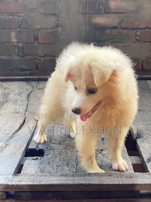 1-3 Months Female Purebred Japanese Spitz