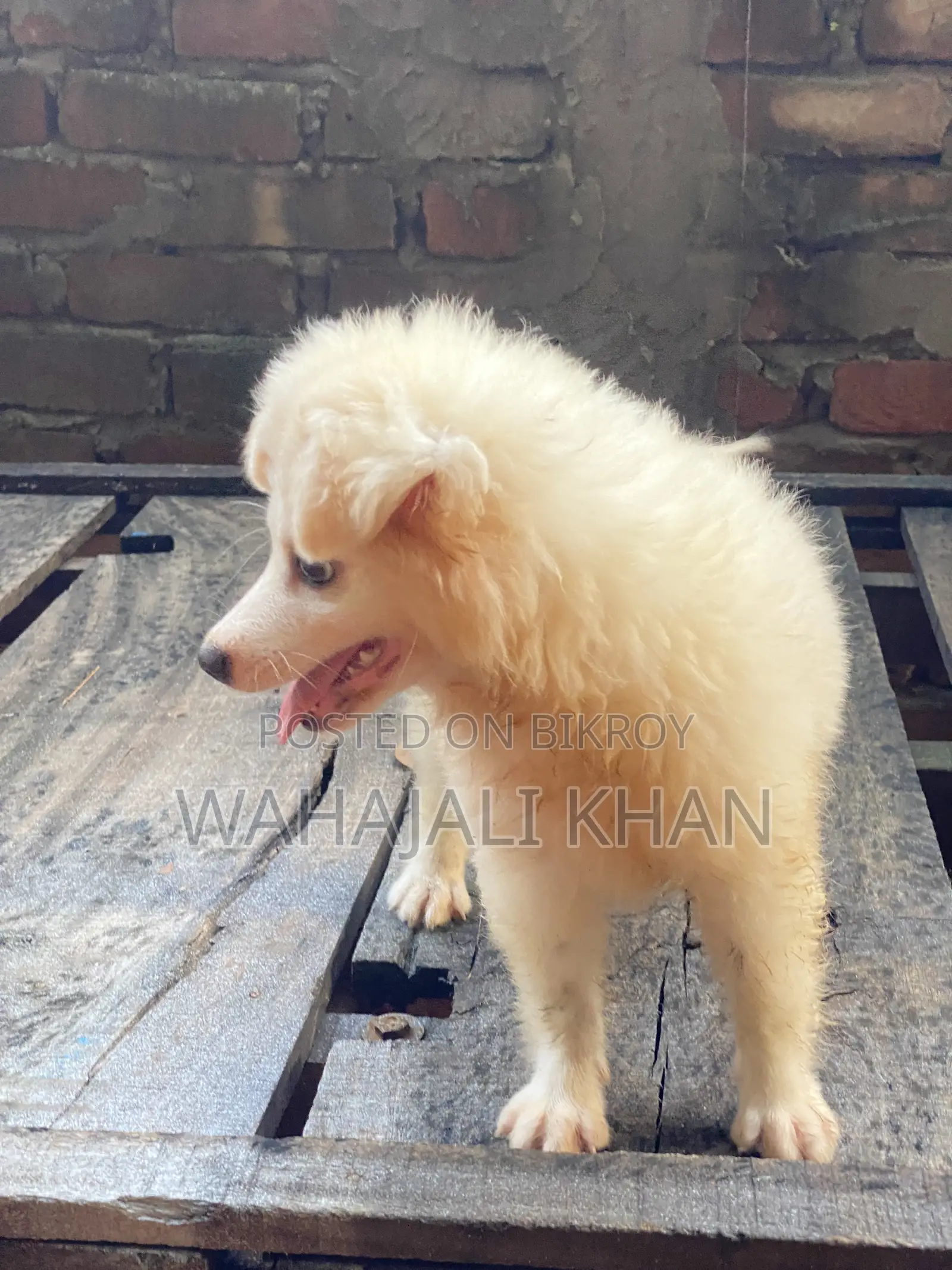 ১-৩ মাস বয়সী ফিমেল পিউরব্রেড জাপানিজ স্পিটজ