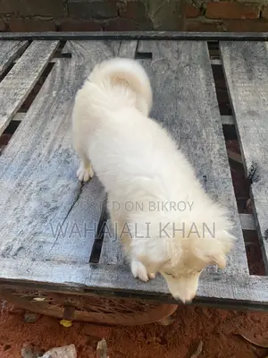 ১-৩ মাস বয়সী ফিমেল পিউরব্রেড জাপানিজ স্পিটজ