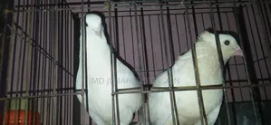Kazi Pigeon