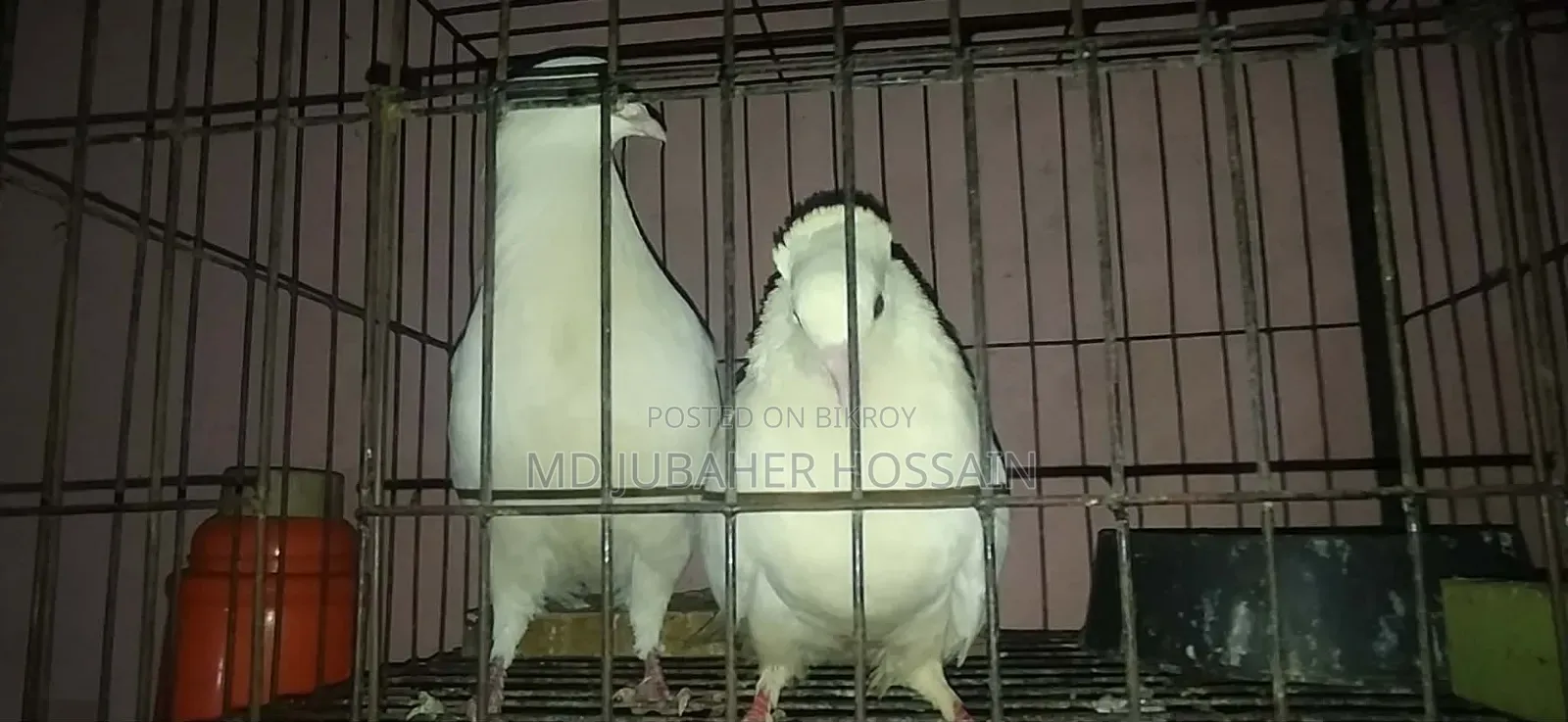 Kazi Pigeon
