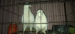 Kazi Pigeon