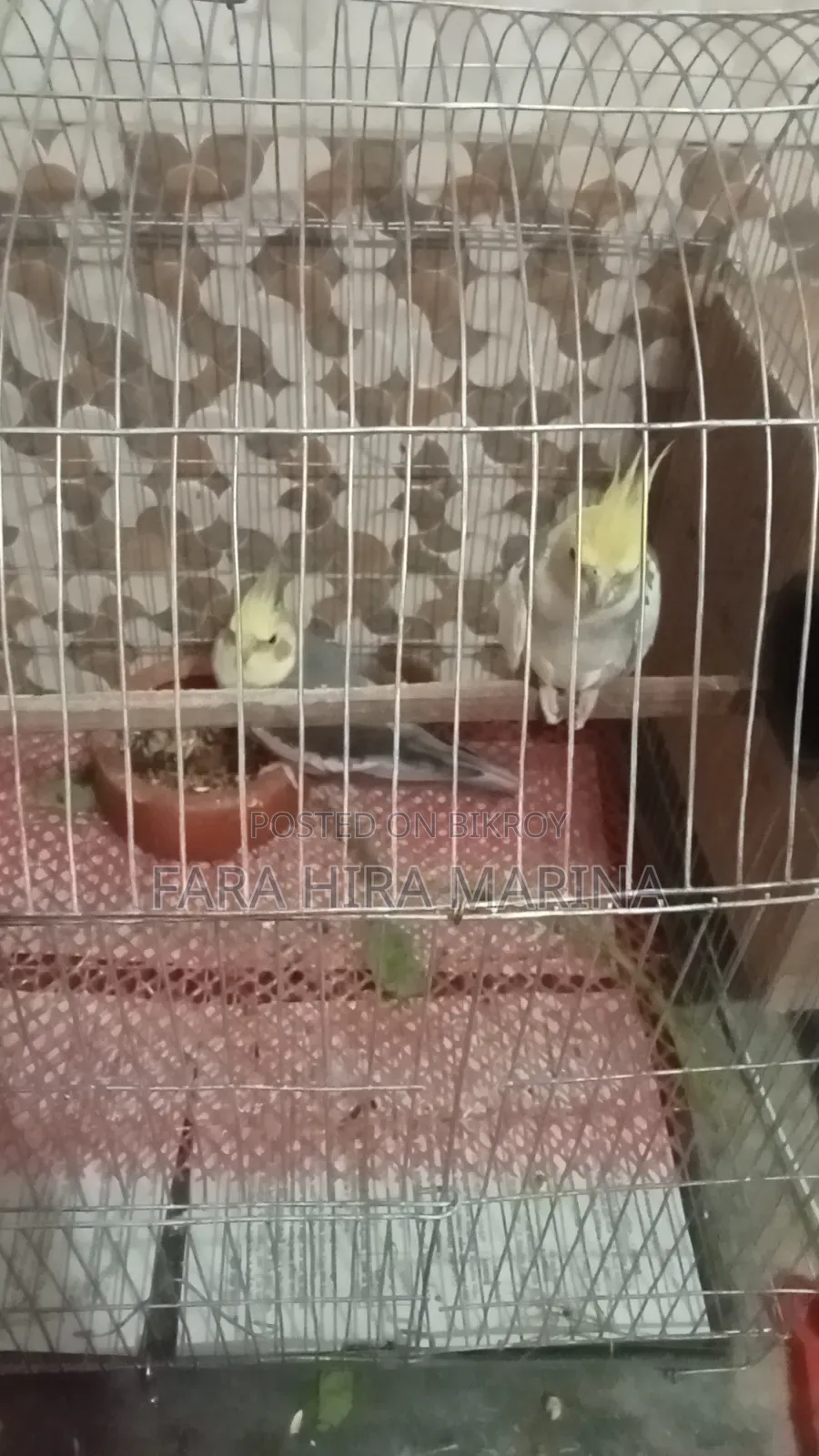 ককটেল পাখি