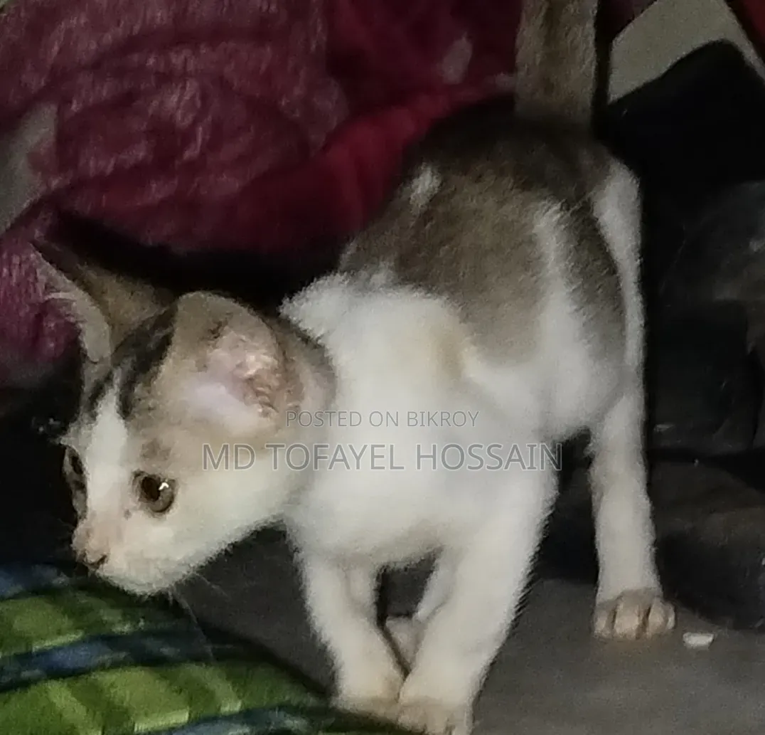 1-3 Months Female Mixed Breed Bengal