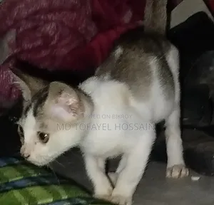 1-3 Months Female Mixed Breed Bengal