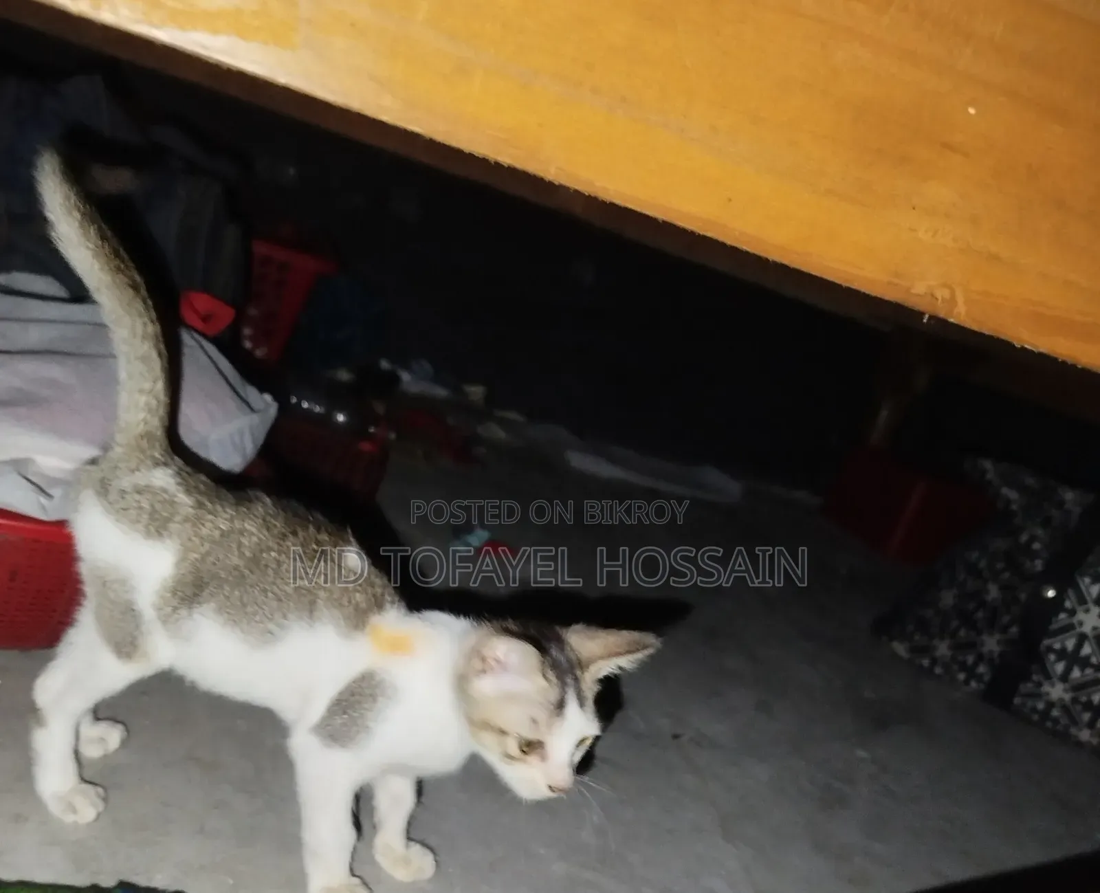 1-3 Months Female Mixed Breed Bengal