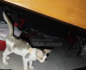 1-3 Months Female Mixed Breed Bengal
