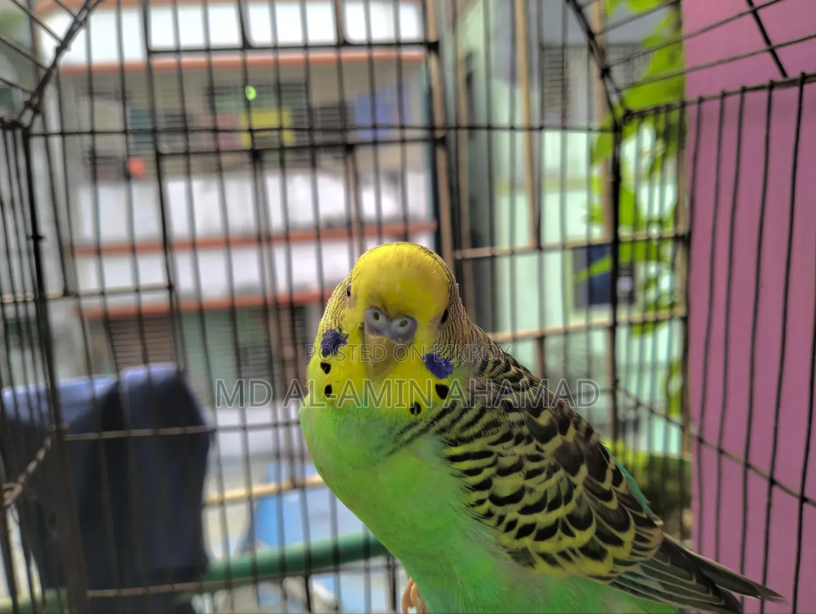 বাজারিগার মেয়ে পাখি লাগবে