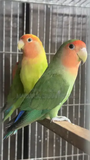 লাভ বার্ডস জোড়া বিক্রয়ের জন্য