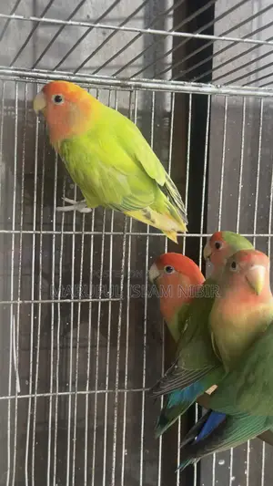 লাভ বার্ডস জোড়া বিক্রয়ের জন্য