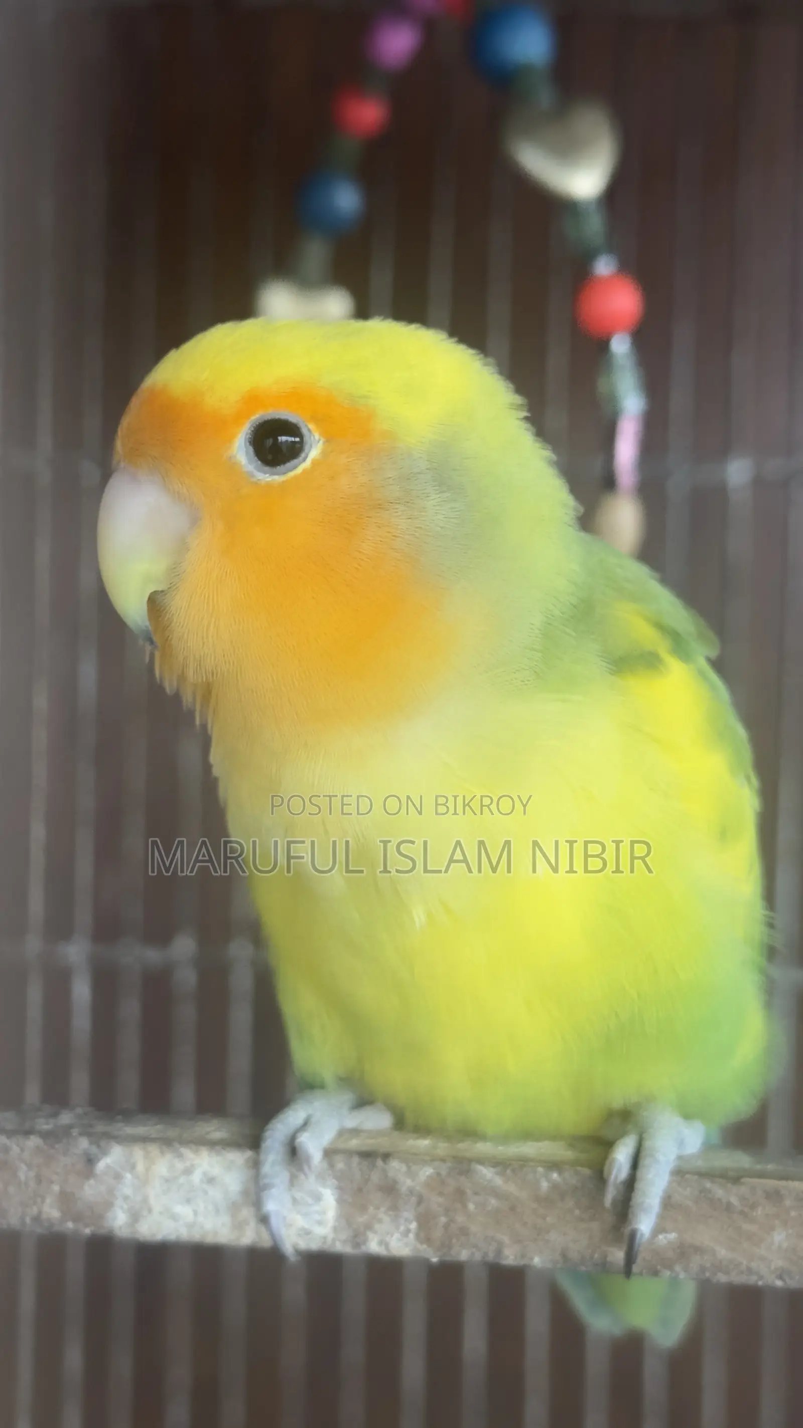 লাভ বার্ডস জোড়া বিক্রয়ের জন্য
