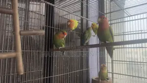 লাভ বার্ডস জোড়া বিক্রয়ের জন্য
