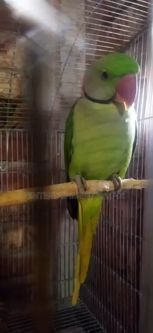Tem Alexander Parrot Mala Alexgander