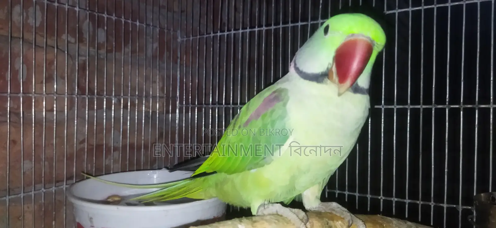 Tem Alexander Parrot Mala Alexgander