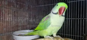 Tem Alexander Parrot Mala Alexgander