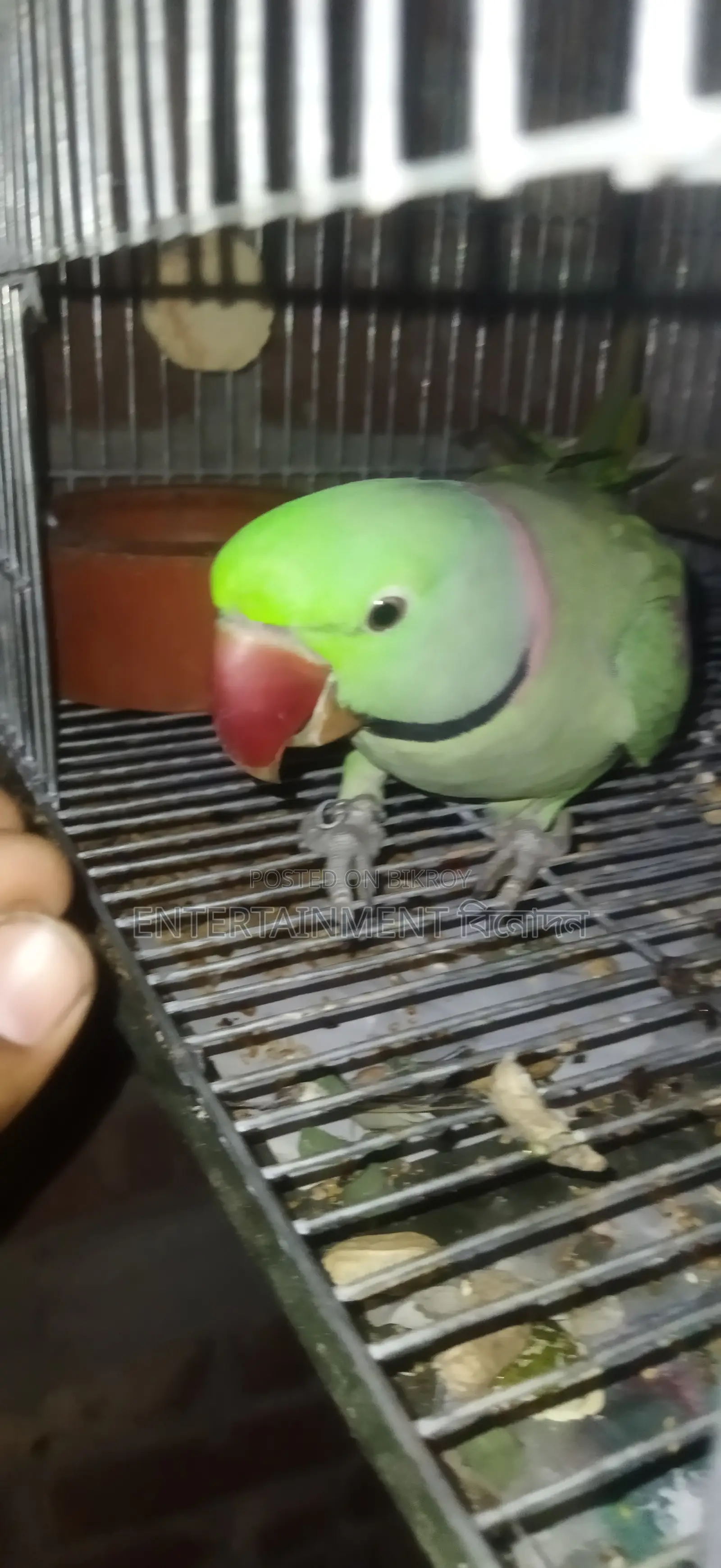 Tem Alexander Parrot Mala Alexgander