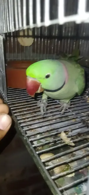 Tem Alexander Parrot Mala Alexgander