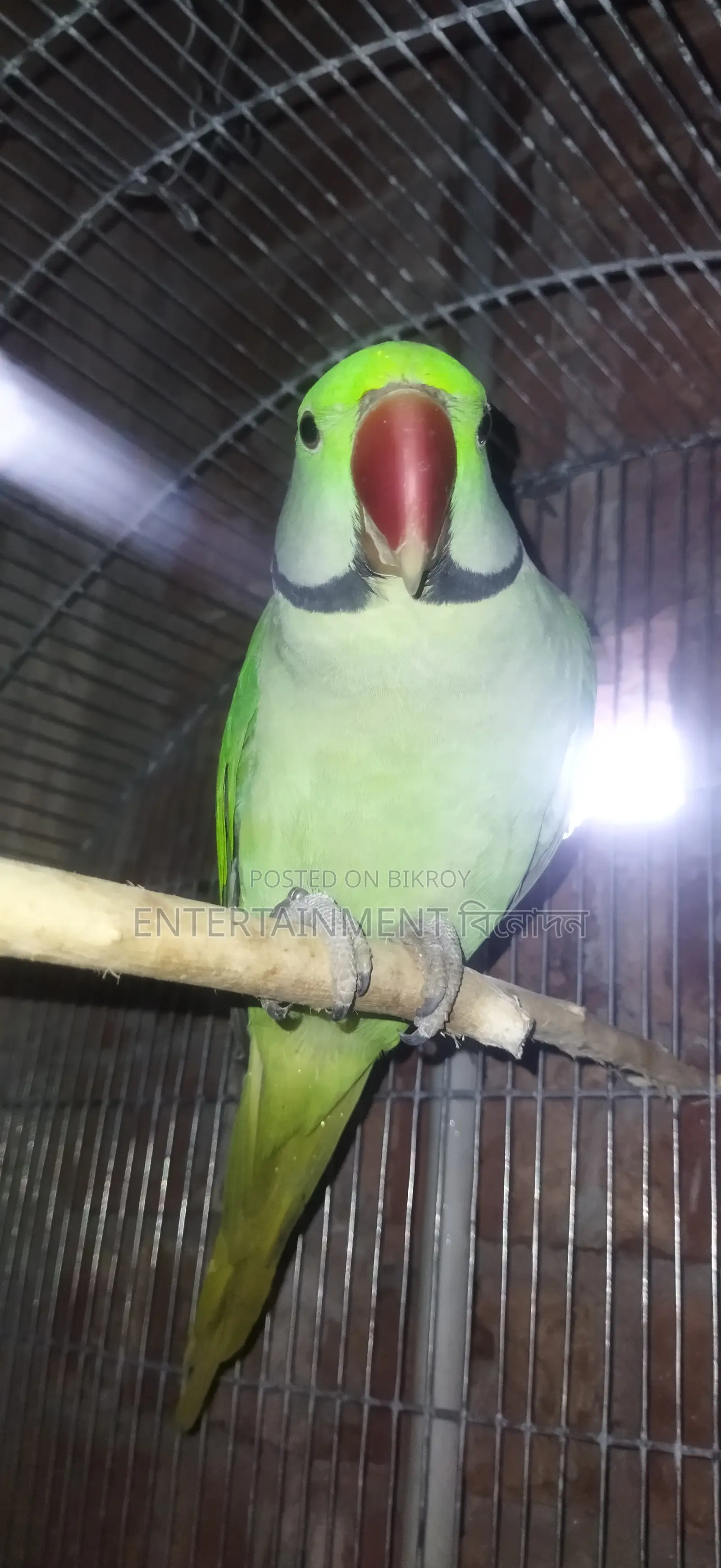Tem Alexander Parrot Mala Alexgander