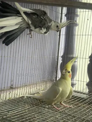 Cockatiel Pair for Sell