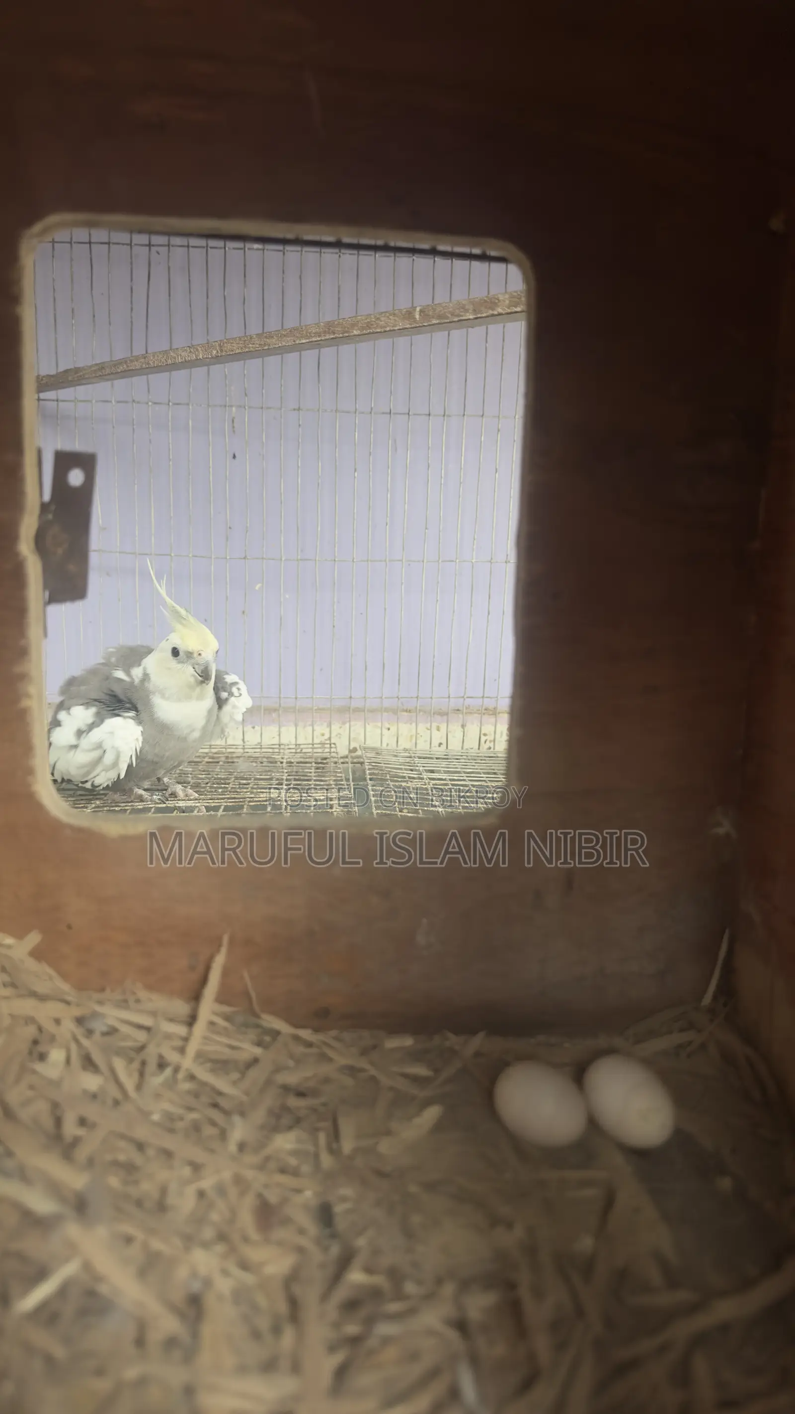 Cockatiel Pair for Sell