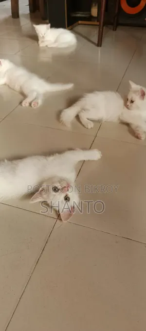 ১-৩ মাস বয়সী মেল মিক্সড ব্রিড পার্সিয়ান