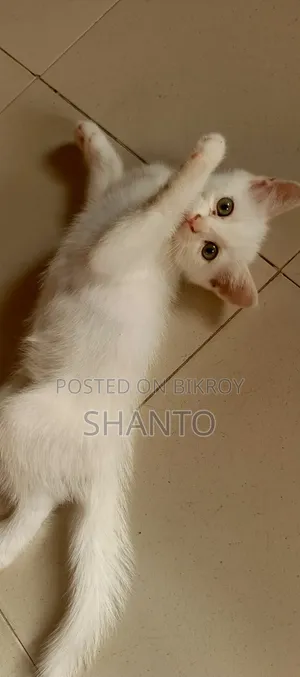 1-3 months Male Mixed Breed Persian