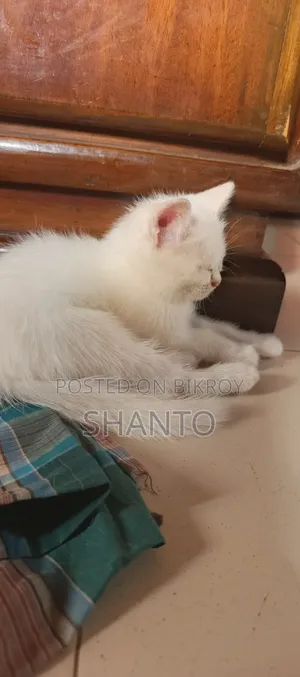 1-3 months Male Mixed Breed Persian