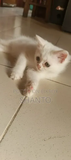 1-3 months Male Mixed Breed Persian