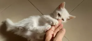 1-3 months Male Mixed Breed Persian