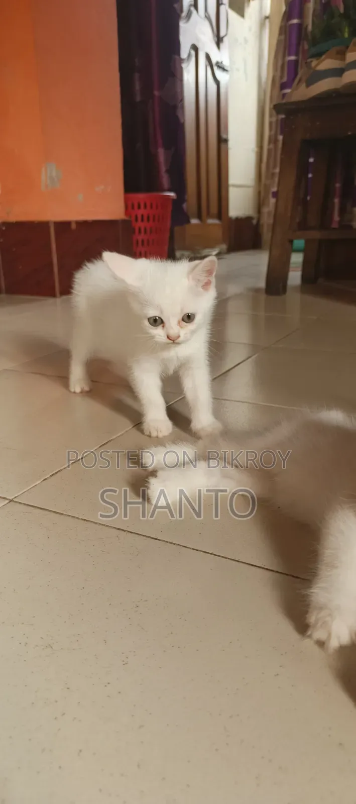 1-3 months Male Mixed Breed Persian