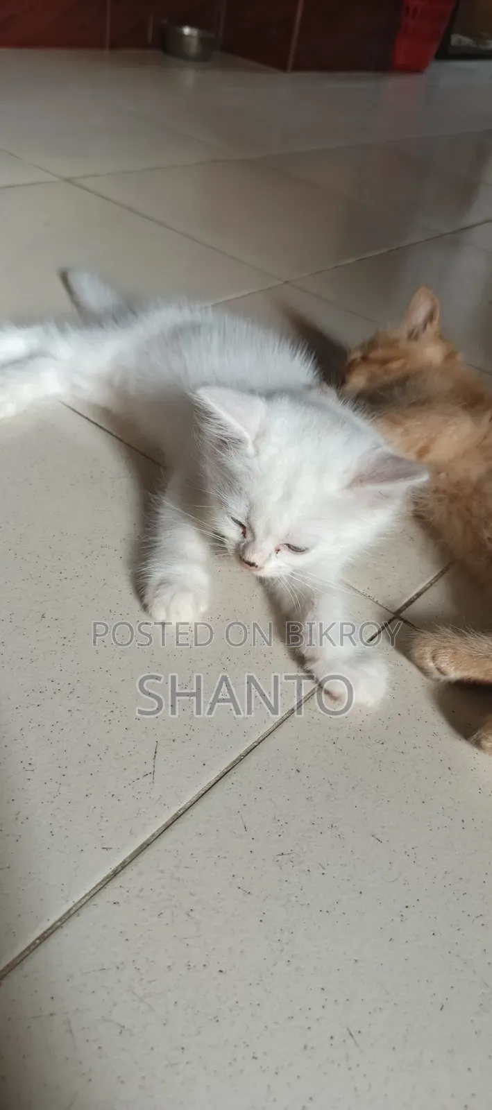 1-3 months Male Mixed Breed Persian