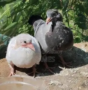 Pairs of Baby Pigeon for Sale ( Only for Meat Purpose)