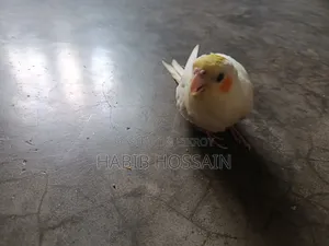ককাটেল বেবি সেল