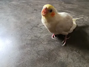 Cockatiel Baby for Sale