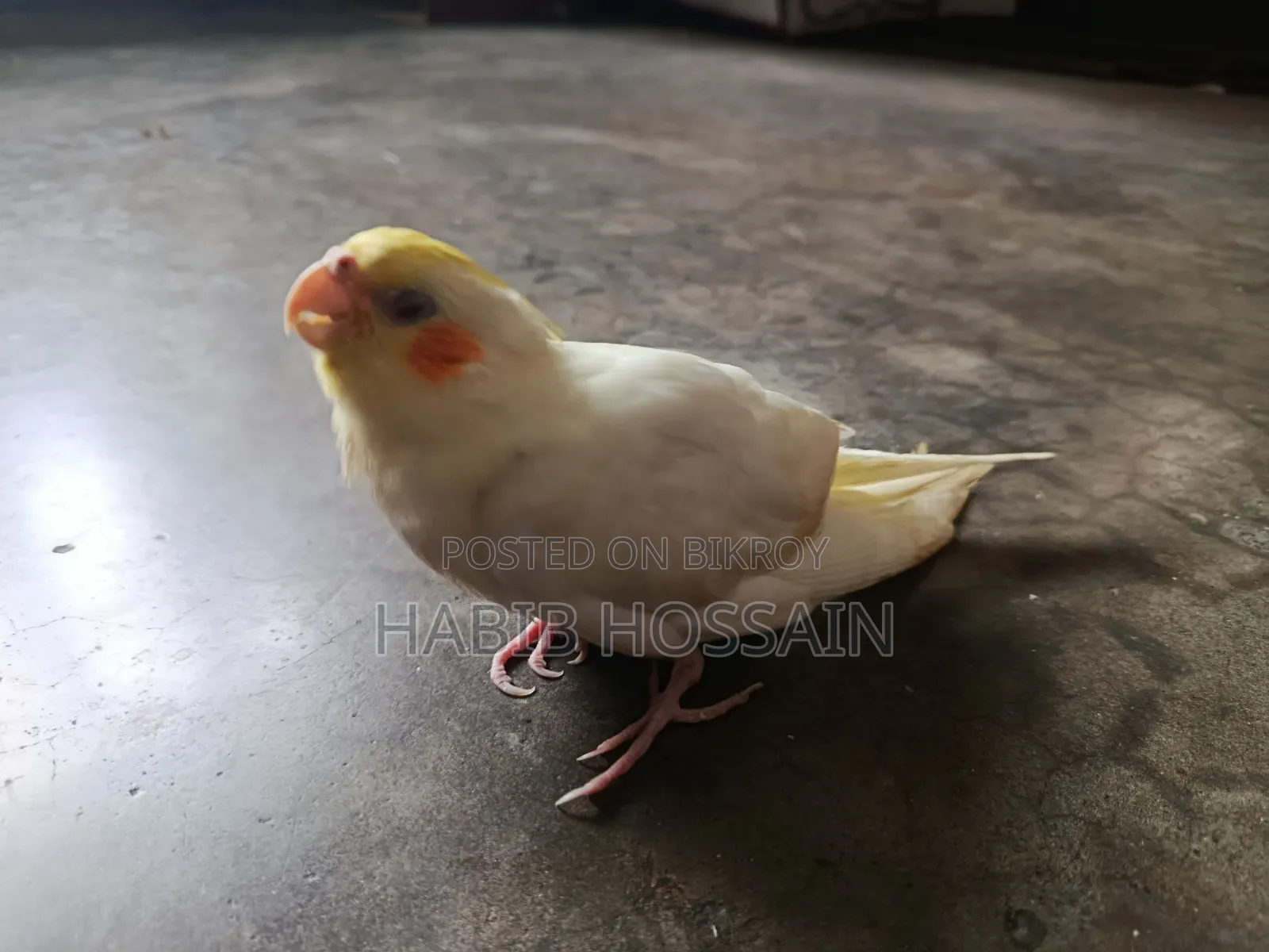 Cockatiel Baby for Sale