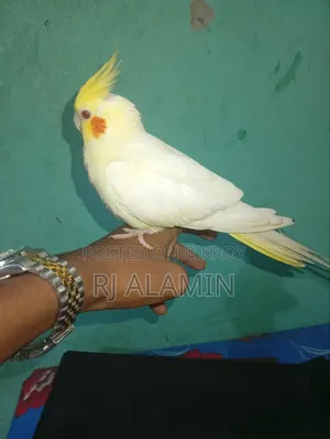 কোকাটেল লোটিনু পাল টেম করা পাখি